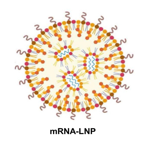 Schematic diagram of mRNA-LNP structure showing lipid composition Schematic diagram of mRNA-LNP structure showing lipid composition